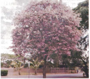 Tecoma Tree